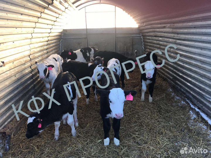 Бычки телята