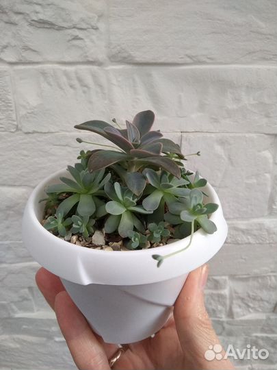 Композиции из суккулентов