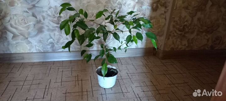 Фикус Бенджамина Наташа