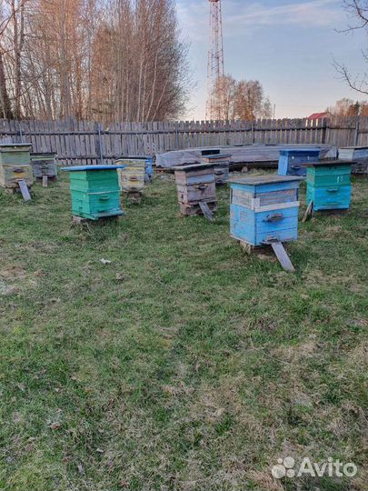 Пчелосемьи