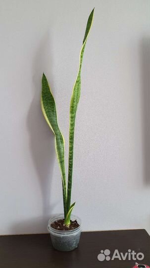Сансевиерия лауренти