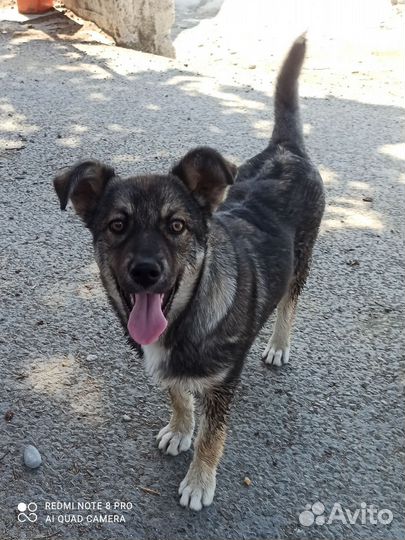 Щенок в добрые руки. Девочка