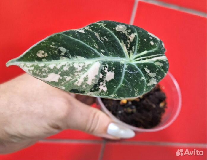 Алоказия Блек вельвет пинк вар