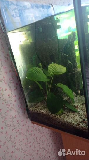 Аквариум 80л. Бронь до 22.08