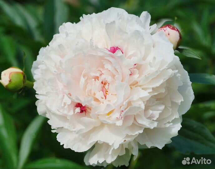 Белые пионы Фестима Максима и Дюшес де Немур