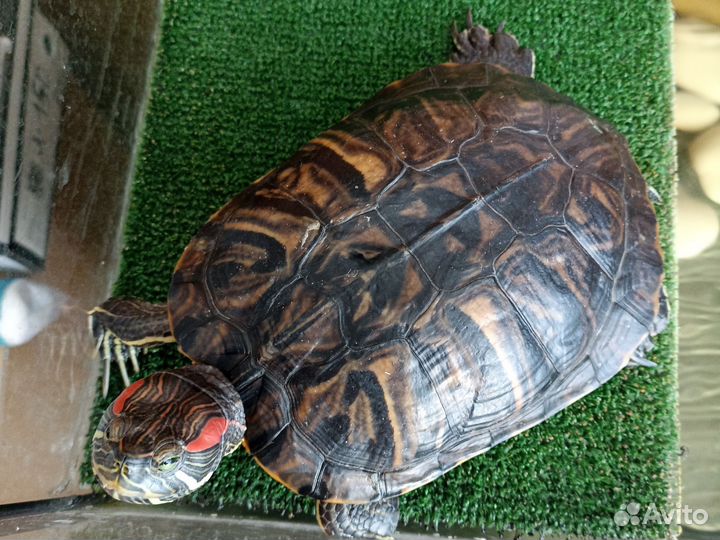 Красноухая черепаха девочка