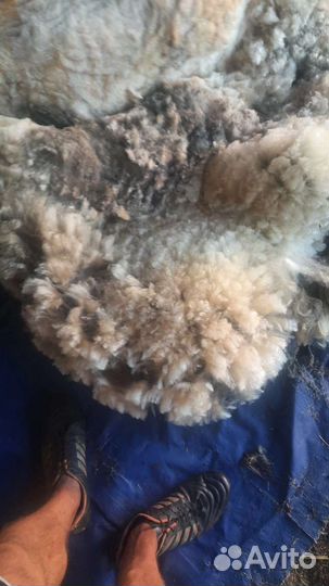 Баранья шерсть