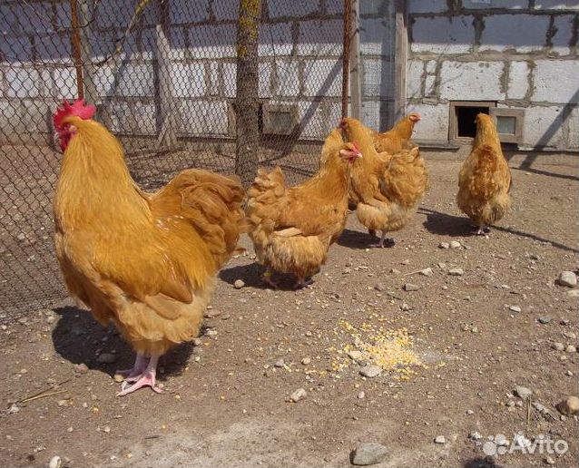 Орпингтон палевый,подростки