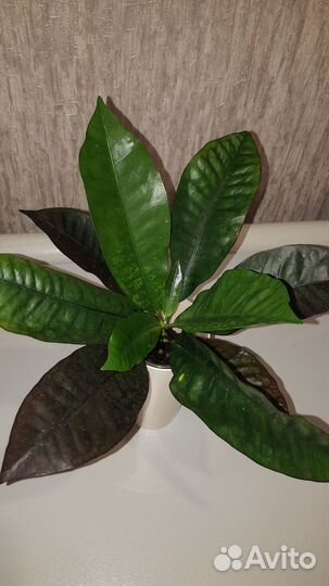 Кротон Миссис айстон