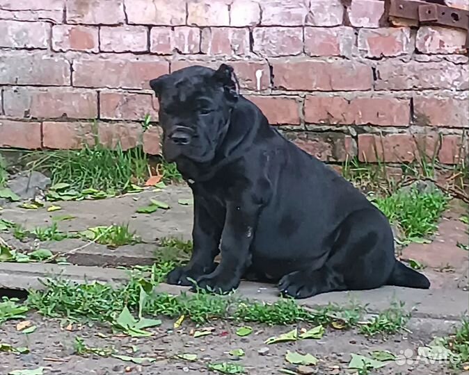 Кане Корсо