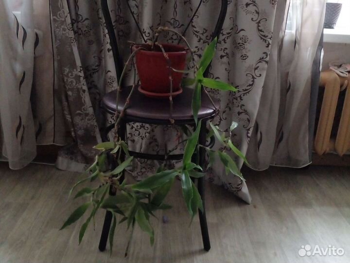 Цветок золотой ус