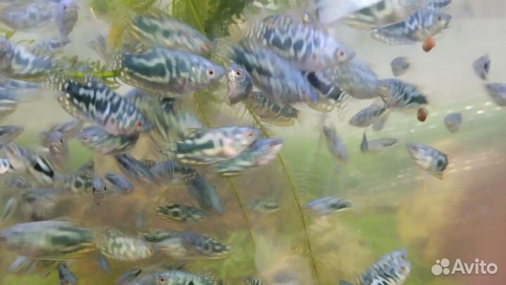 Рыбки аквариумные
