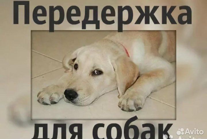 Передержка Собак в домашних условиях