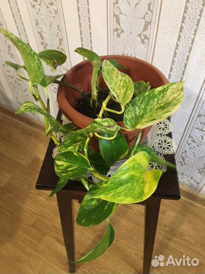 Сциндапсус,эпипремнум вариегатный