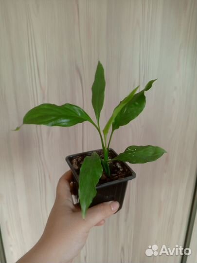 Комнатные цветы