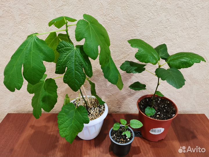 Сортовые фикусы