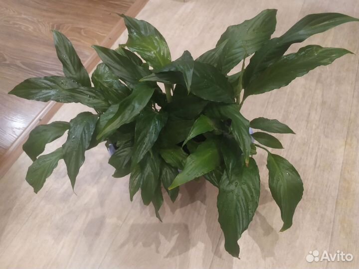 Спатифиллум