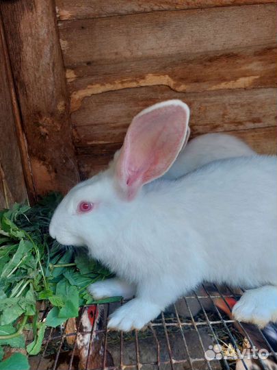 Кролики белый паннон