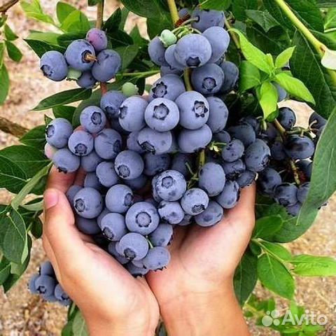 Саженцы голубики