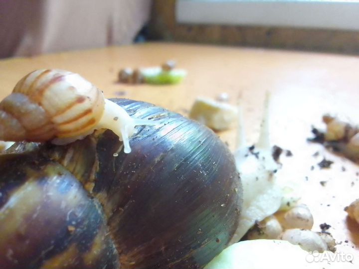 Улитки Ахатины