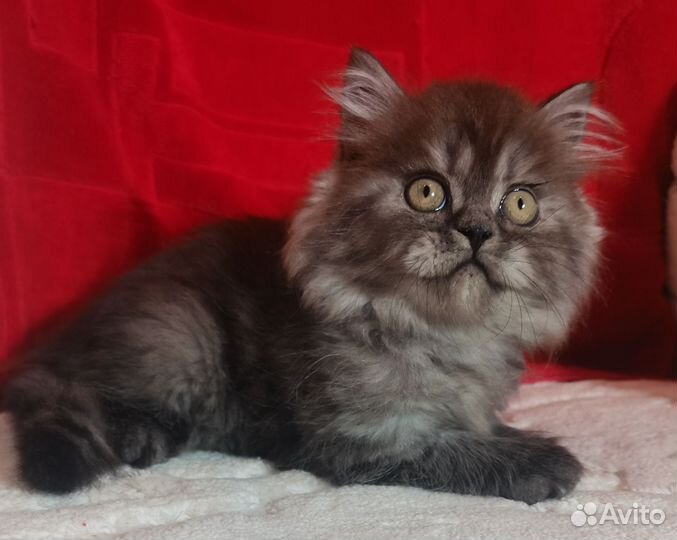 Чёрный дым. Британка