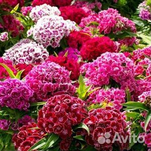 Бадан, примула,гвоздика турецкая