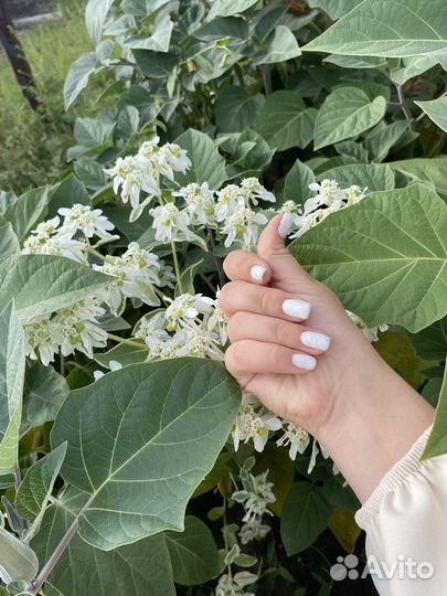 Делаю маникюр