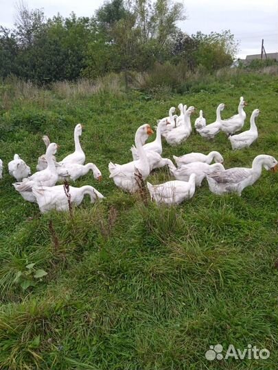 Холмогорские гуси