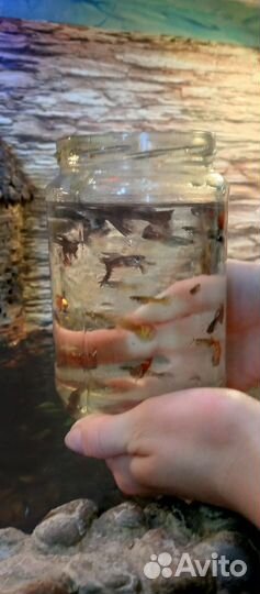 Рыбки гуппи