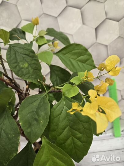 Бугенвиллия взрослая