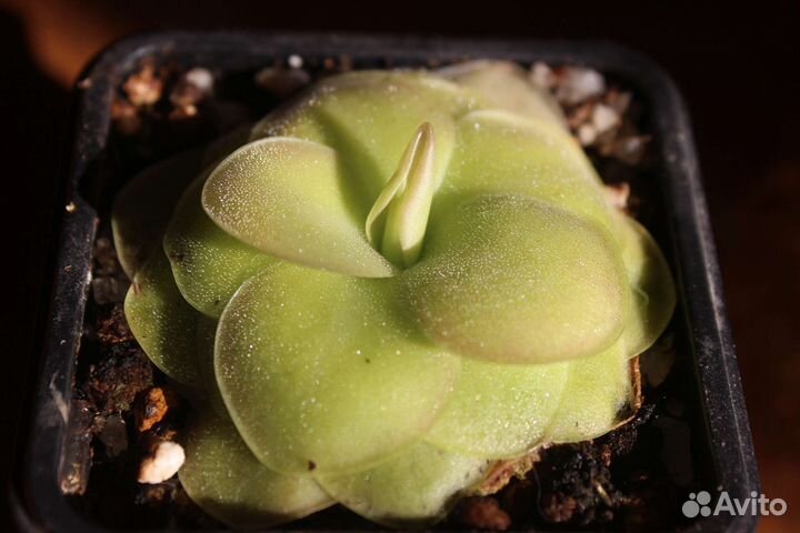 Жирянка Sethos и Agnata*Sethos (pinguicula)