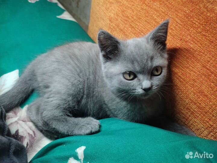 Британская кошка бесплатно