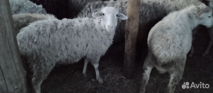 Овцы бараны