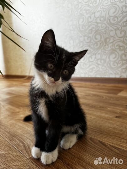 Котята в добрые руки даром