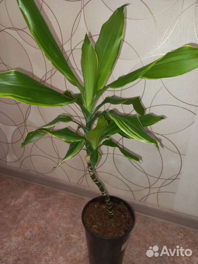 Драцена голден кост