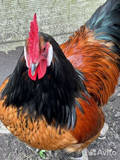 Куры петухи