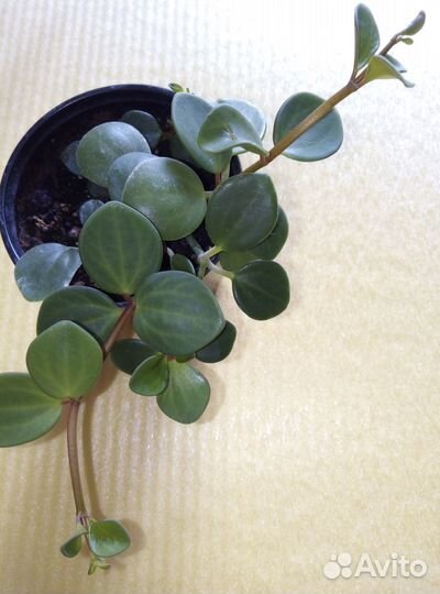 Пеперомия хоуп, церопегия вуду(2вида)