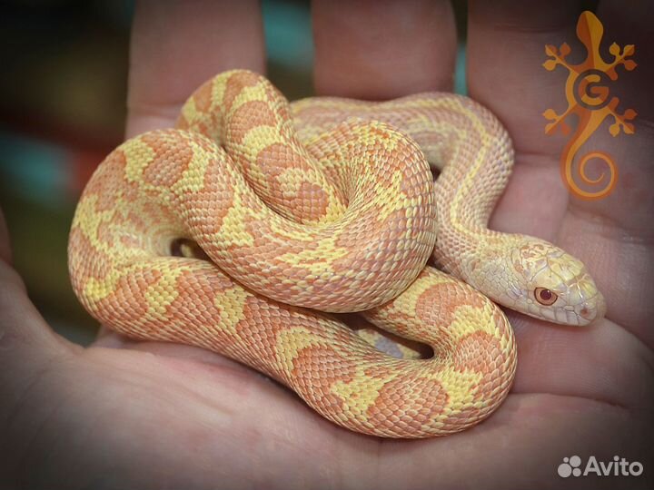 Питуофисы (Pituophis). Подходит новичкам