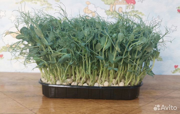 Микрозелень Сочи