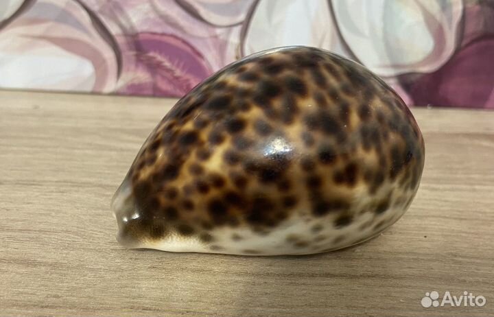 Морские ракушки