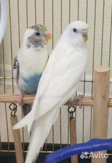 Попугаи с клеткой