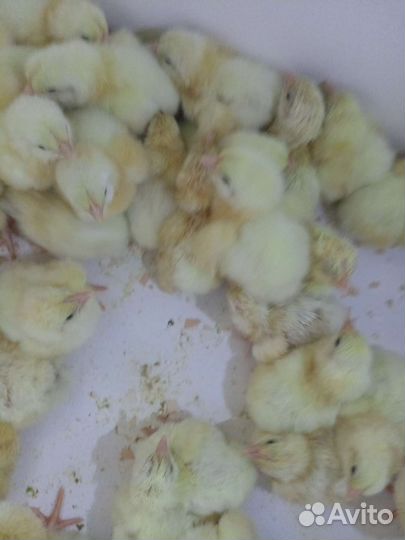 Цыплята бройлеры росс 308