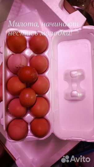 Браун ник несушки