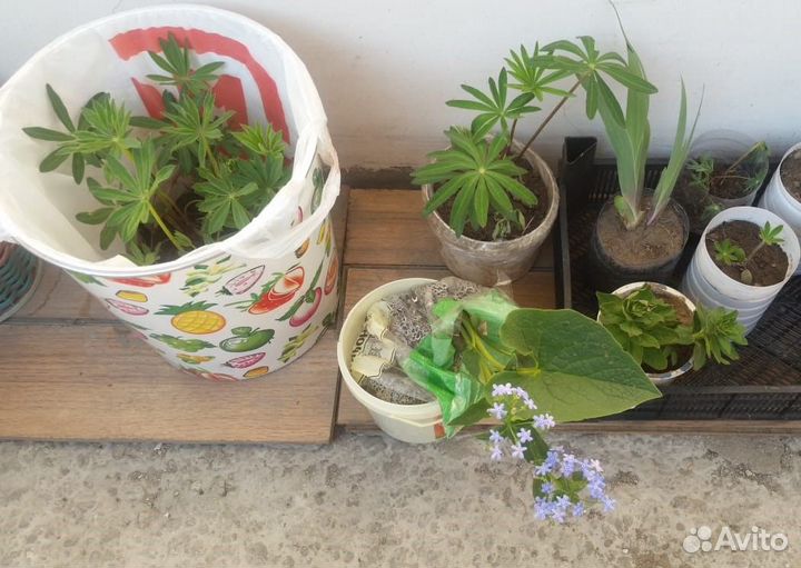 Люпины - саженцы обменяю или продам