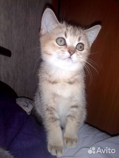 Шотландские