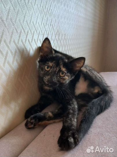 Котенок трехцветный/триколор