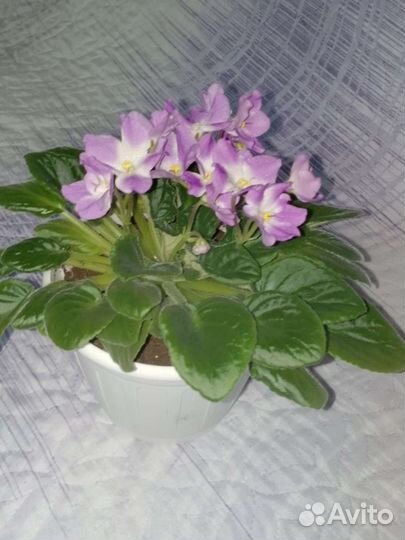 Продам цветы комнатные