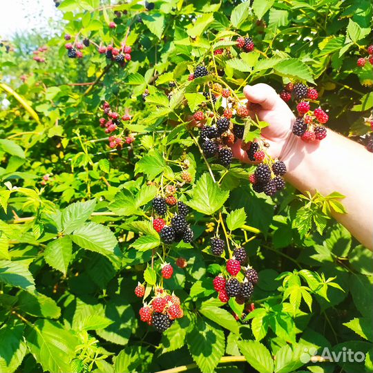 Продам саженцы ежемалины колерованной