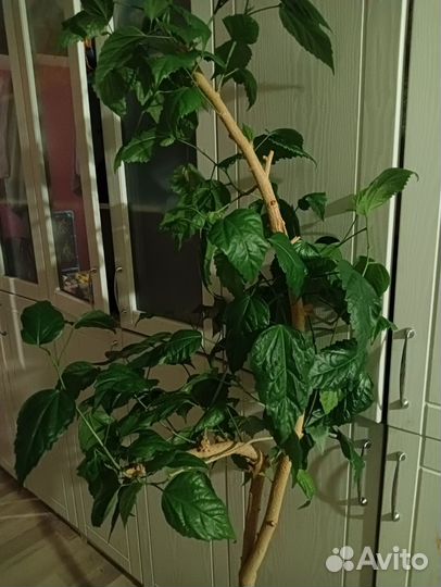 Гибискус Купера, гибискус махровый