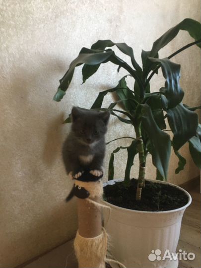 Котята отдам бесплатно